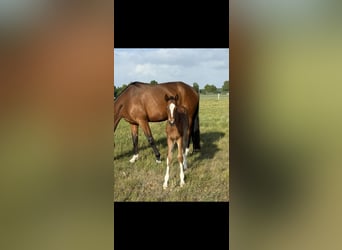 Hanoverian, Mare, Foal (04/2025), 16.1 hh, Brown
