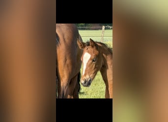 Hanoverian, Mare, Foal (04/2025), 16.1 hh, Brown