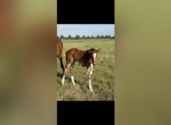 Hanoverian, Mare, Foal (04/2025), 16.1 hh, Brown