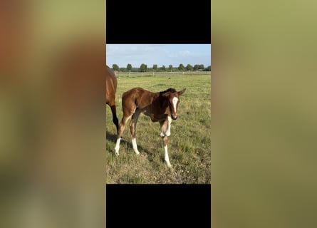 Hanoverian, Mare, Foal (04/2025), 16.1 hh, Brown