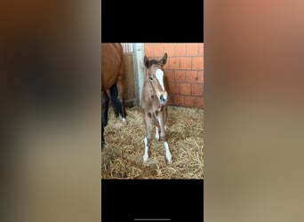 Hanoverian, Mare, Foal (04/2025), 16.1 hh, Brown