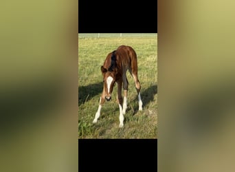 Hanoverian, Mare, Foal (04/2025), 16.1 hh, Brown
