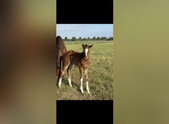 Hanoverian, Mare, Foal (04/2025), 16.1 hh, Brown