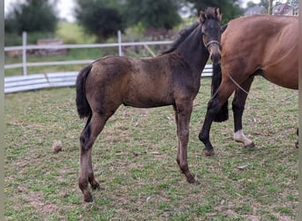 Hanoverian, Mare, Foal (06/2025), Bay-Dark