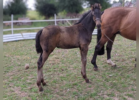 Hanoverian, Mare, Foal (06/2025), Bay-Dark