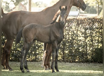 Hanoverian, Stallion, Foal (05/2025), Bay-Dark