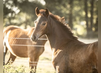 Hanoverian, Stallion, Foal (05/2025), Bay-Dark