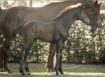 Hanoverian, Stallion, Foal (05/2025), Bay-Dark