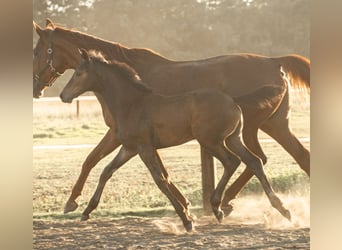 Hanoverian, Stallion, Foal (05/2025), Bay-Dark