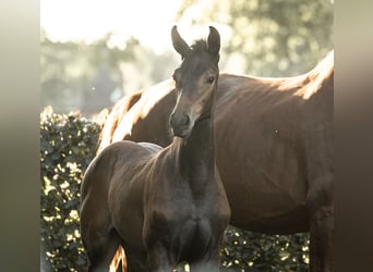 Hanoverian, Stallion, Foal (05/2025), Bay-Dark