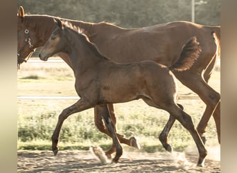 Hanoverian, Stallion, Foal (05/2025), Bay-Dark