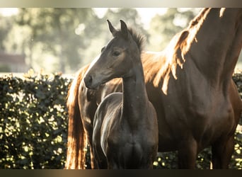 Hanoverian, Stallion, Foal (05/2025), Bay-Dark