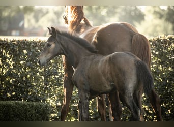 Hanoverian, Stallion, Foal (05/2025), Bay-Dark