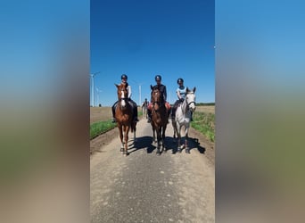 Herbstferien 2025- Ferienreitcamps mit Englisch/ RA Kurse