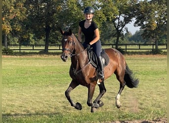 Herbstferien 2025- Ferienreitcamps mit Englisch/ RA Kurse