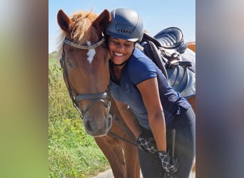 Herbstferien 2025- Ferienreitcamps mit Englisch/ RA Kurse