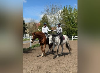 Herbstferien 2025- Ferienreitcamps mit Englisch/ RA Kurse