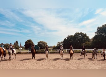 Herbstferien 2025- Ferienreitcamps mit Englisch/ RA Kurse
