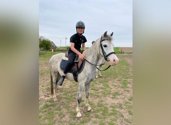 Herbstferien 2025- Ferienreitcamps mit Englisch/ RA Kurse