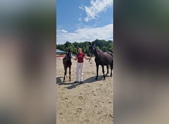 Herbstferien 2025- Ferienreitcamps mit Englisch/ RA Kurse