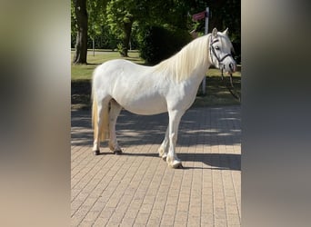 Herbstferien 2025- Ferienreitcamps mit Englisch/ RA Kurse