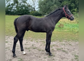 Holstein, Stallion, Foal (04/2025), 16.3 hh, Grey