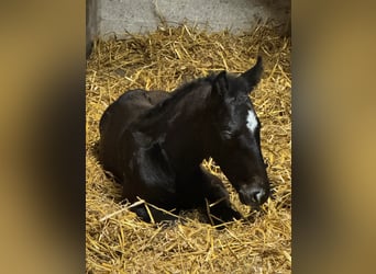 Holstein, Stallion, Foal (04/2025), 16.3 hh, Grey
