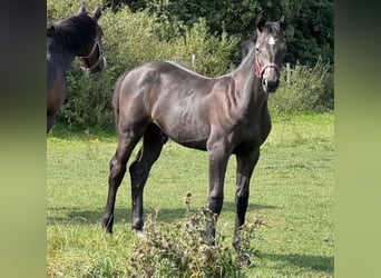 Holstein, Stallion, Foal (04/2025), 16.3 hh, Grey