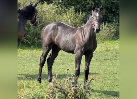 Holstein, Stallion, Foal (04/2025), 16.3 hh, Grey