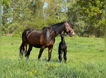 Holstein, Stallion, Foal (04/2025), 16.3 hh, Grey