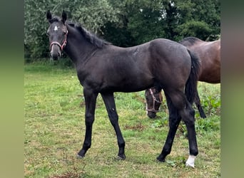 Holstein, Stallion, Foal (04/2025), 16.3 hh, Grey
