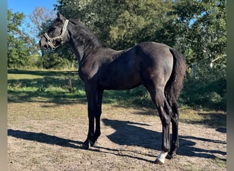Holstein, Stallion, Foal (04/2025), 16.3 hh, Grey