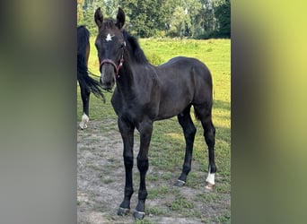 Holstein, Stallion, Foal (04/2025), 16.3 hh, Grey