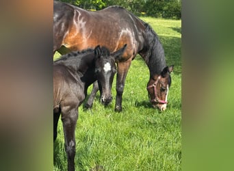 Holstein, Stallion, Foal (04/2025), 16.3 hh, Grey