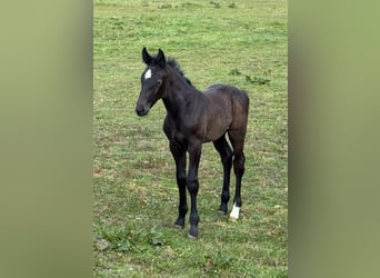 Holstein, Stallion, Foal (04/2025), 16.3 hh, Grey