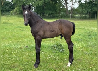 Holstein, Stallion, Foal (04/2025), 16.3 hh, Grey
