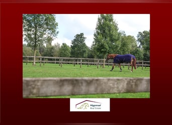 Professionelles Reitsportzentrum/Gestüt NRW Professionelles Reitsportzentrum/Gestüt NRW