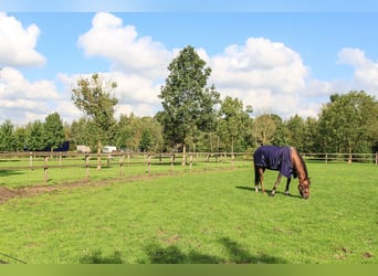 Professionelles Reitsportzentrum/Gestüt NRW Professionelles Reitsportzentrum/Gestüt NRW