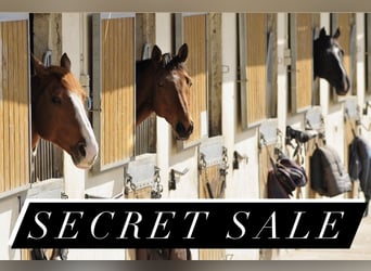 Secret Sale von 383-25-1 Reitanlage mit 26 Ferienwohnungen Secret Sale von 383-25-1 Reitanlage mit 26 Ferienwohnungen