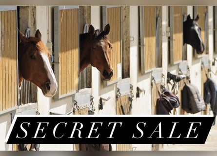 Secret Sale von 383-25-1 Reitanlage mit 26 Ferienwohnungen Secret Sale von 383-25-1 Reitanlage mit 26 Ferienwohnungen