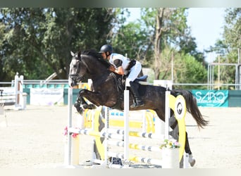 Hungarian Sport Horse, Gelding, 4 years, 17.1 hh