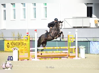 Hungarian Sport Horse, Gelding, 4 years, 17.1 hh