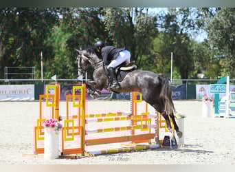 Hungarian Sport Horse, Gelding, 4 years, 17.1 hh