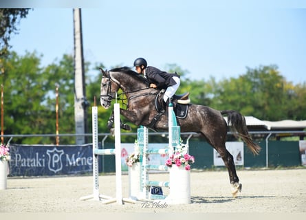 Hungarian Sport Horse, Gelding, 4 years, 17.1 hh