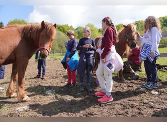 Icelandic Horse, Gelding, 12 years, 14 hh, Chestnut-Red