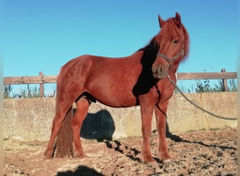 Icelandic Horse, Gelding, 12 years, 14 hh, Chestnut-Red