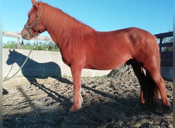 Icelandic Horse, Gelding, 12 years, 14 hh, Chestnut-Red