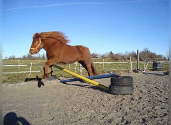 Icelandic Horse, Gelding, 12 years, 14 hh, Chestnut-Red