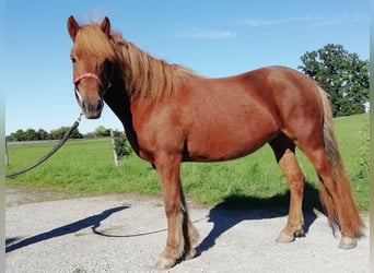 Icelandic Horse, Mare, 7 years, 14 hh, Chestnut-Red