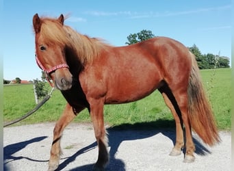 Icelandic Horse, Mare, 7 years, 14 hh, Chestnut-Red
